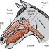 Equine Upper Respiratory Tract Infections